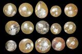 Lot - to Polished Goniatite Fossils - Pieces #133894-1